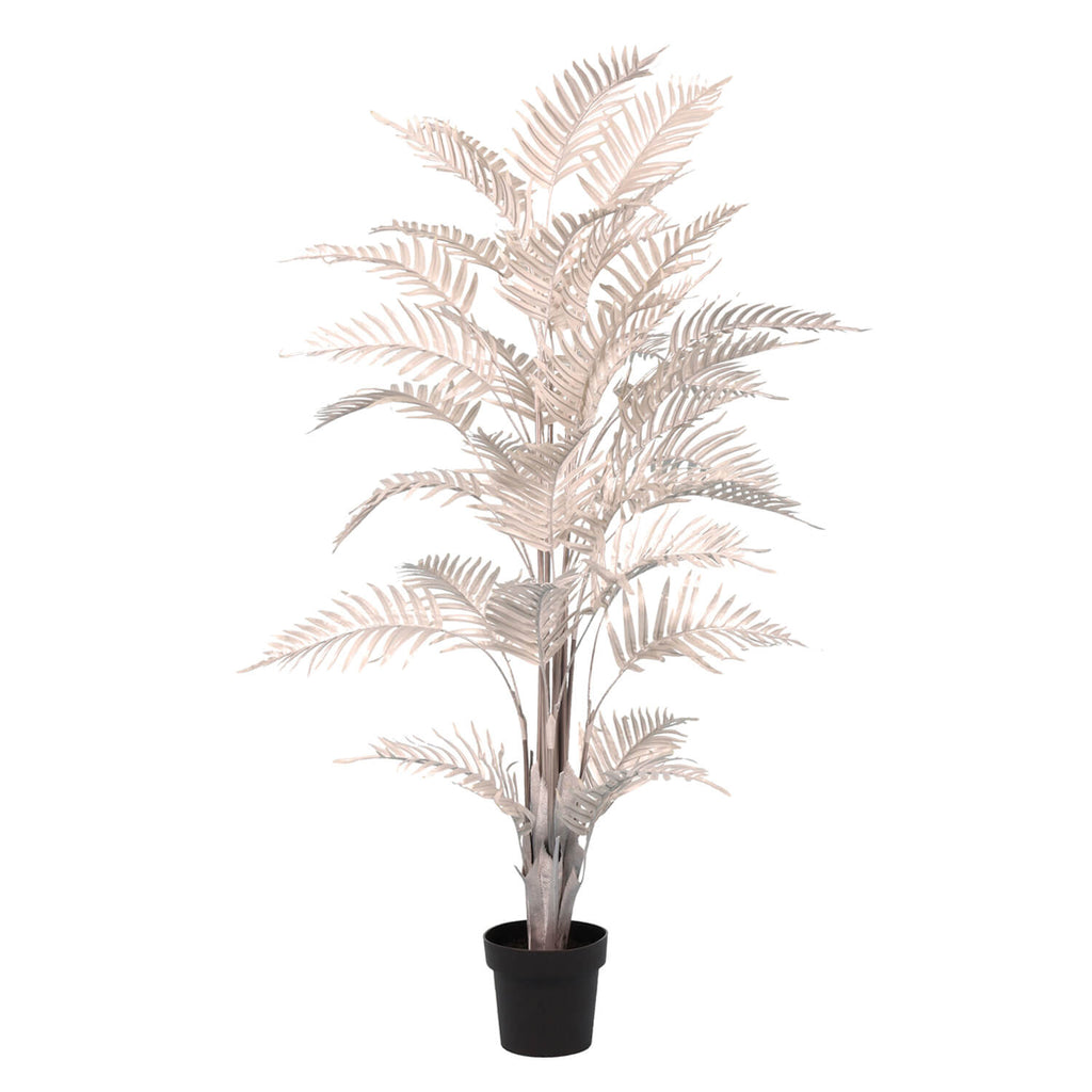 Café de plata de Palma Areca Areca de 160 cm