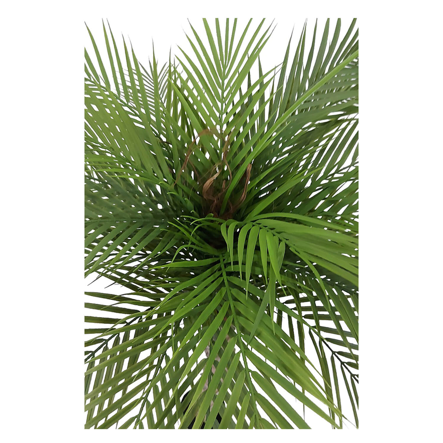 Palma de café verde hawaii artificial 155 cm