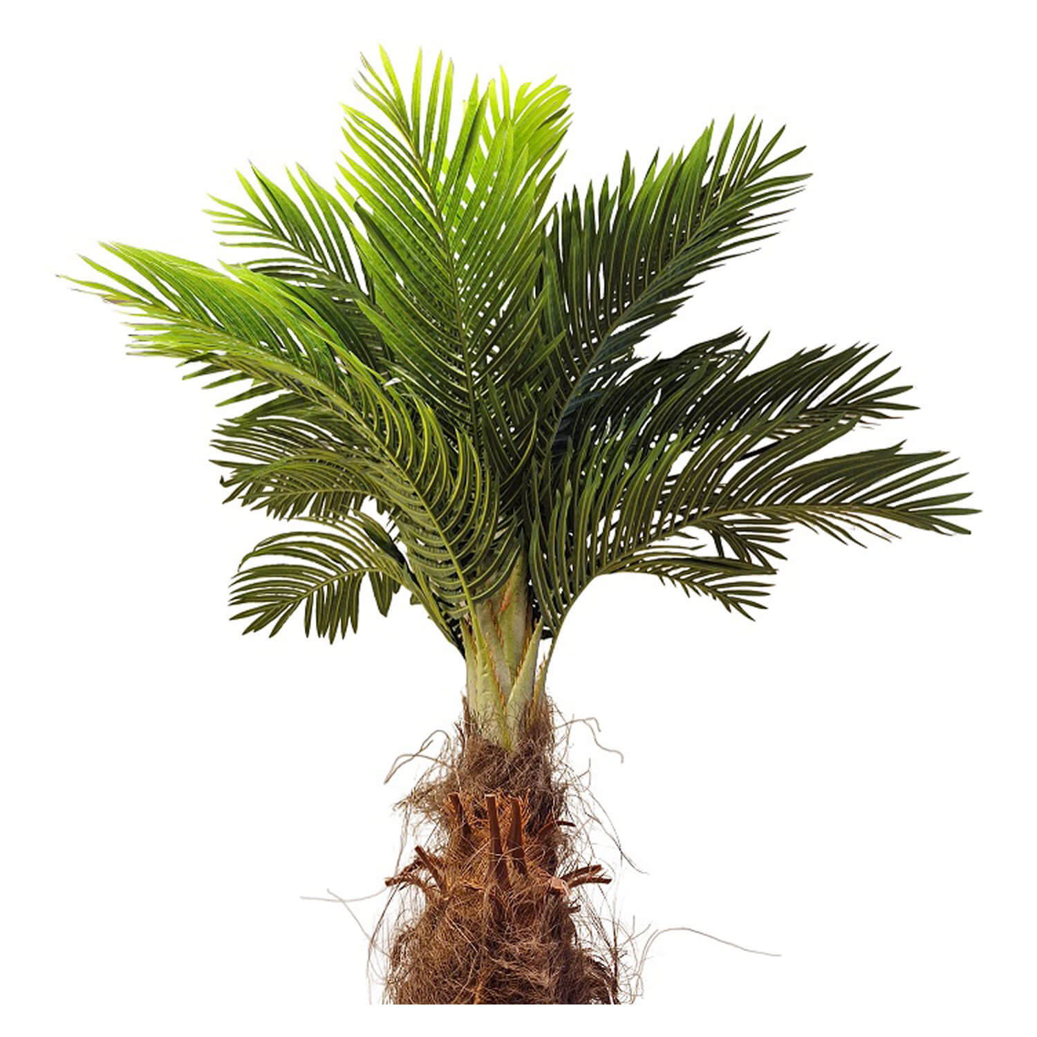 Green/Brown Hawaii Coffee Palma artificial de 220 cm
